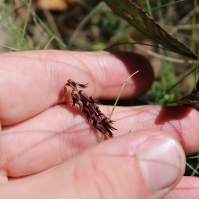 Corunastylis arrecta (Erect midge orchid) at Mount Clear, ACT - 13 Jan 2023 by Tapirlord