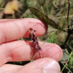 Corunastylis arrecta at Mount Clear, ACT - 14 Jan 2023