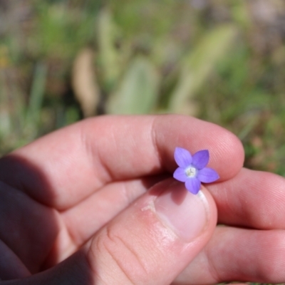 Wahlenbergia planiflora subsp. planiflora (Flat Bluebell) at Mount Clear, ACT - 13 Jan 2023 by Tapirlord
