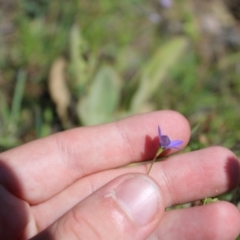 Wahlenbergia planiflora subsp. planiflora at Mount Clear, ACT - 14 Jan 2023 10:15 AM