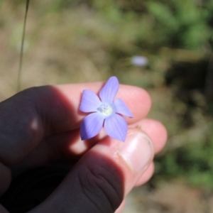 Wahlenbergia planiflora subsp. planiflora at Mount Clear, ACT - 14 Jan 2023 10:17 AM