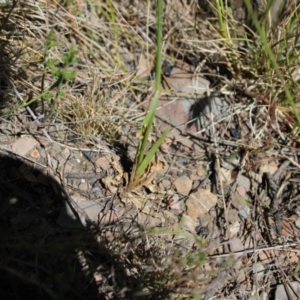 Wahlenbergia planiflora subsp. planiflora at Mount Clear, ACT - 14 Jan 2023 10:17 AM