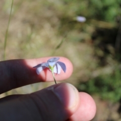 Wahlenbergia planiflora subsp. planiflora at Mount Clear, ACT - 14 Jan 2023