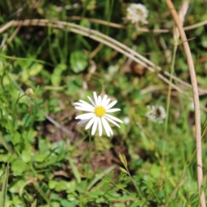 Brachyscome radicans at Mount Clear, ACT - 14 Jan 2023