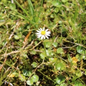 Brachyscome radicans at Mount Clear, ACT - 14 Jan 2023