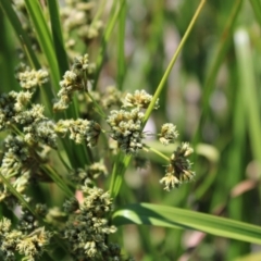 Scirpus polystachyus (Large-head Club-rush) at Mount Clear, ACT - 14 Jan 2023 by Tapirlord