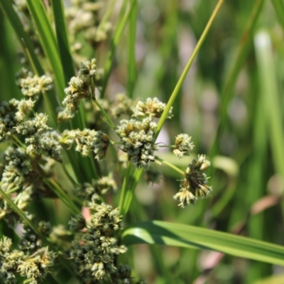 Scirpus polystachyus (Large-head Club-rush) at Mount Clear, ACT - 14 Jan 2023 by Tapirlord