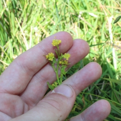 Rorippa palustris (Marsh Watercress) at Namadgi National Park - 13 Jan 2023 by Tapirlord