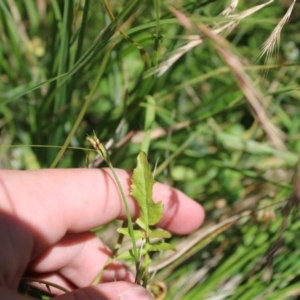 Rorippa palustris at Mount Clear, ACT - 14 Jan 2023