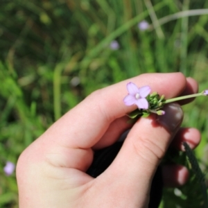 Epilobium billardiereanum subsp. hydrophilum at Mount Clear, ACT - 14 Jan 2023 10:30 AM