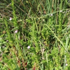 Epilobium billardiereanum subsp. hydrophilum at Mount Clear, ACT - 14 Jan 2023