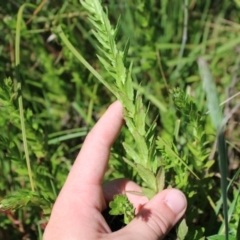 Epilobium billardiereanum subsp. hydrophilum at Mount Clear, ACT - 14 Jan 2023 10:30 AM