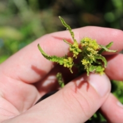 Rorippa palustris (Marsh Watercress) at Mount Clear, ACT - 13 Jan 2023 by Tapirlord