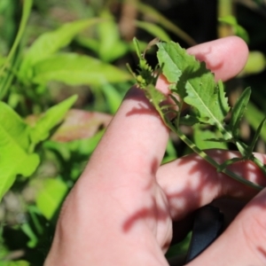 Rorippa palustris at Mount Clear, ACT - 14 Jan 2023