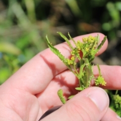 Rorippa palustris at Mount Clear, ACT - 14 Jan 2023 10:33 AM