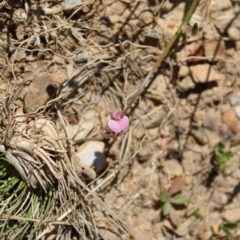 Pullenia gunnii (A Tick-Trefoil) at Mount Clear, ACT - 14 Jan 2023 by Tapirlord