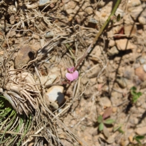 Pullenia gunnii at Mount Clear, ACT - 14 Jan 2023 11:43 AM