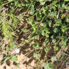 Pullenia gunnii at Mount Clear, ACT - 14 Jan 2023