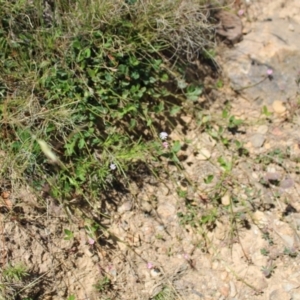 Pullenia gunnii at Mount Clear, ACT - 14 Jan 2023