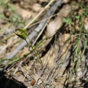 Schizaea bifida at Booth, ACT - 14 Jan 2023