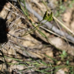 Schizaea bifida at Booth, ACT - 14 Jan 2023 12:53 PM