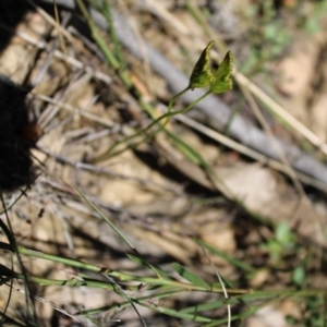 Schizaea bifida at Booth, ACT - 14 Jan 2023