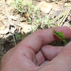 Schizaea bifida at Booth, ACT - 14 Jan 2023 12:53 PM