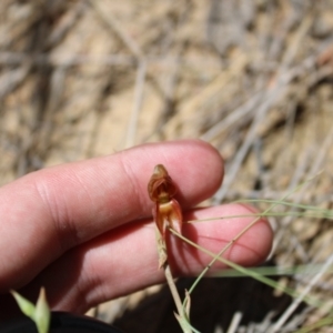 Oligochaetochilus squamatus at Booth, ACT - 14 Jan 2023