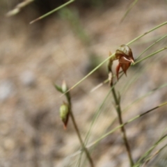 Oligochaetochilus squamatus at Booth, ACT - 14 Jan 2023