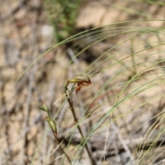 Oligochaetochilus squamatus at Booth, ACT - 14 Jan 2023