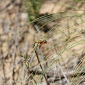 Oligochaetochilus squamatus at Booth, ACT - 14 Jan 2023