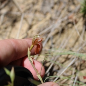 Oligochaetochilus squamatus at Booth, ACT - 14 Jan 2023