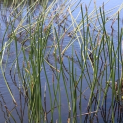 Eleocharis sphacelata at Rendezvous Creek, ACT - 14 Jan 2023