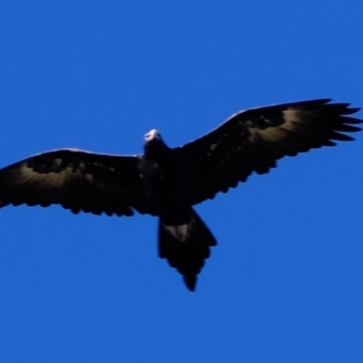 Aquila audax (Wedge-tailed Eagle) at Ginninderry Conservation Corridor - 19 May 2023 by Kurt