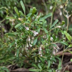 Clematis leptophylla (Small-leaf Clematis, Old Man's Beard) at Molonglo Valley, ACT - 18 May 2023 by CattleDog