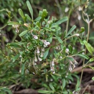 Clematis leptophylla at Molonglo Valley, ACT - 18 May 2023 10:30 AM