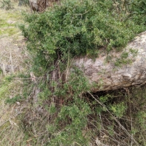 Clematis leptophylla at Molonglo Valley, ACT - 18 May 2023 10:30 AM