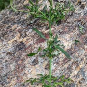 Clematis leptophylla at Molonglo Valley, ACT - 18 May 2023 10:30 AM