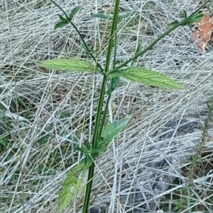 Verbena incompta at Molonglo Valley, ACT - 18 May 2023 10:40 AM