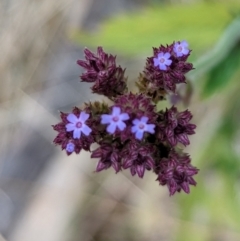 Verbena incompta at Molonglo Valley, ACT - 18 May 2023