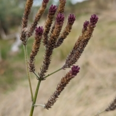Verbena incompta at Molonglo Valley, ACT - 18 May 2023 10:40 AM