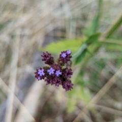 Verbena incompta at Molonglo Valley, ACT - 18 May 2023 10:40 AM