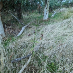 Verbena incompta at Molonglo Valley, ACT - 18 May 2023