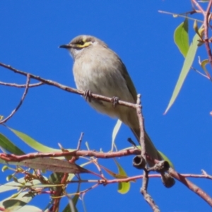 Caligavis chrysops at Fyshwick, ACT - 19 May 2023