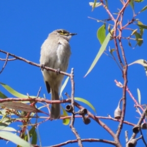 Caligavis chrysops at Fyshwick, ACT - 19 May 2023 01:25 PM