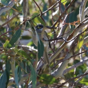 Caligavis chrysops at Fyshwick, ACT - 19 May 2023 01:25 PM