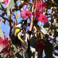 Phylidonyris novaehollandiae (New Holland Honeyeater) at Fyshwick, ACT - 19 May 2023 by RodDeb