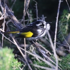 Phylidonyris novaehollandiae at Fyshwick, ACT - 19 May 2023