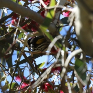 Phylidonyris novaehollandiae at Fyshwick, ACT - 19 May 2023