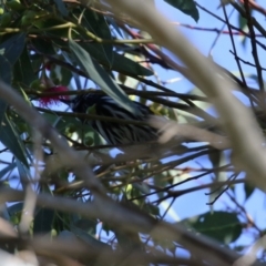 Phylidonyris novaehollandiae at Fyshwick, ACT - 19 May 2023